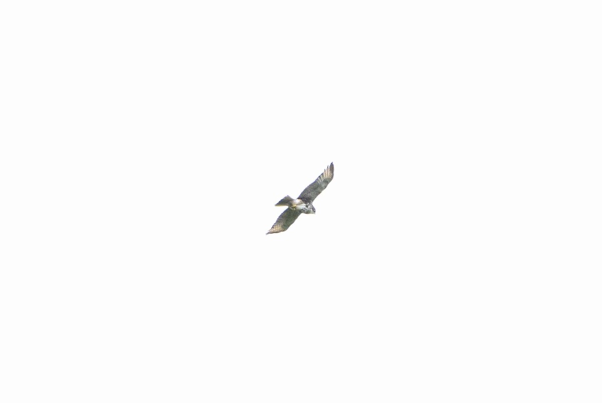 White-throated Hawk - ML619000223