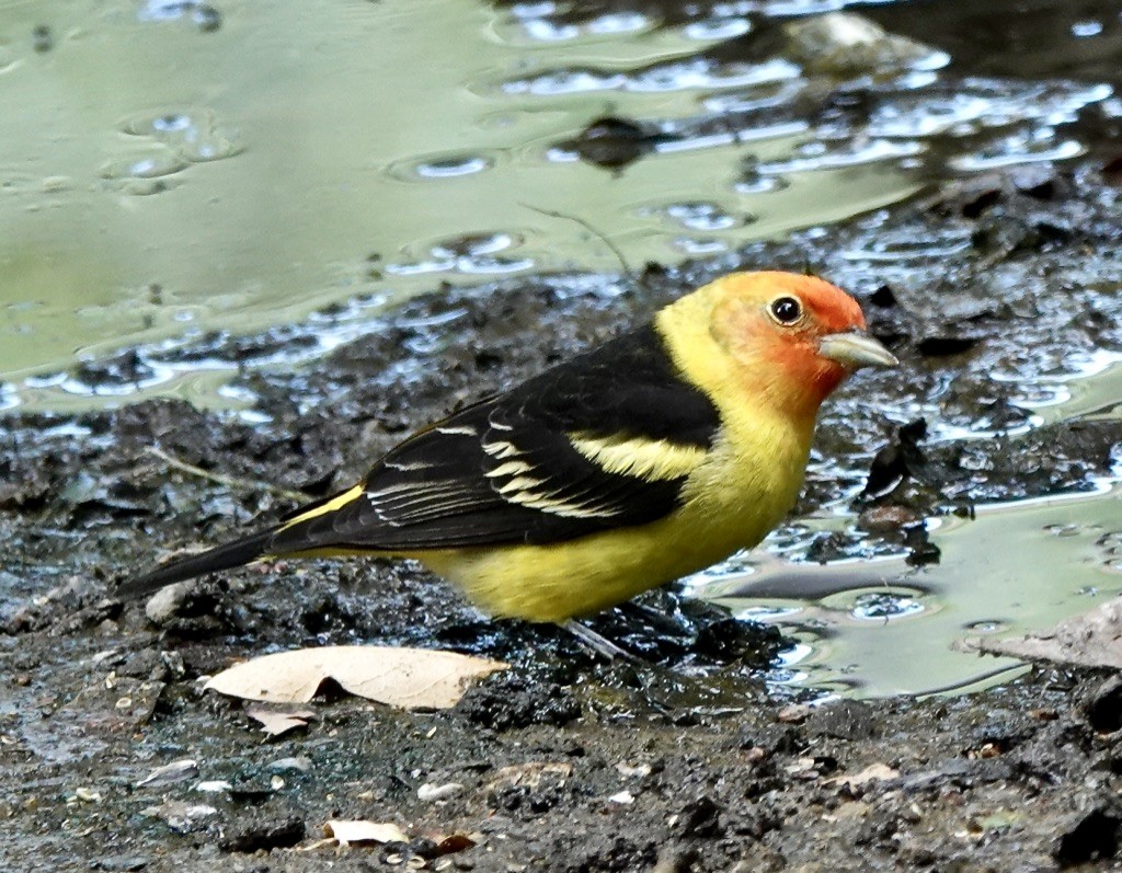 Western Tanager - ML619000240