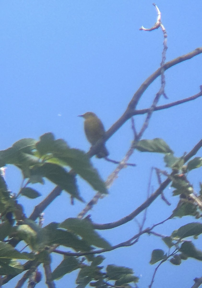 Prothonotary Warbler - ML619000311