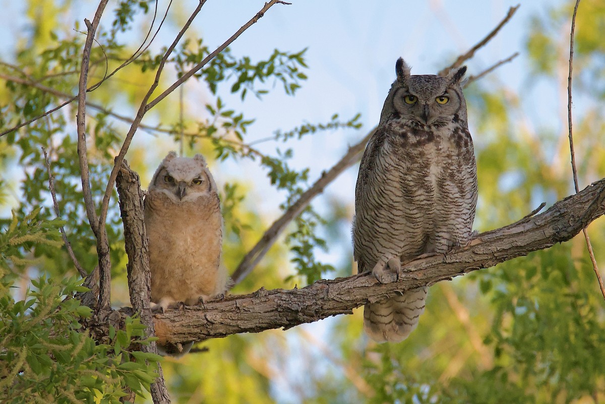 Great Horned Owl - Cheryl & Scott Taylor