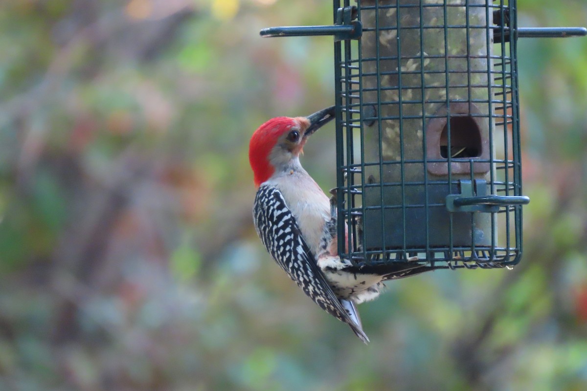Red-bellied Woodpecker - Betty Pecchio