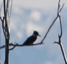Belted Kingfisher - ML619000383