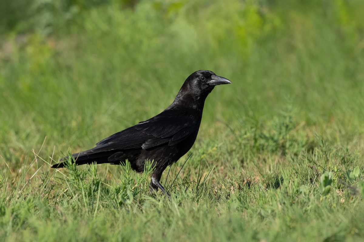 American Crow - ML619000393