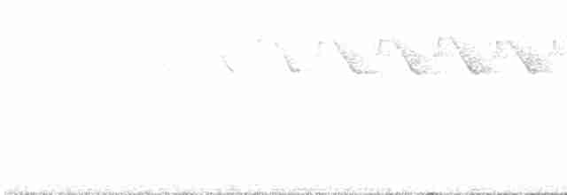 lesňáček černobílý - ML619000394