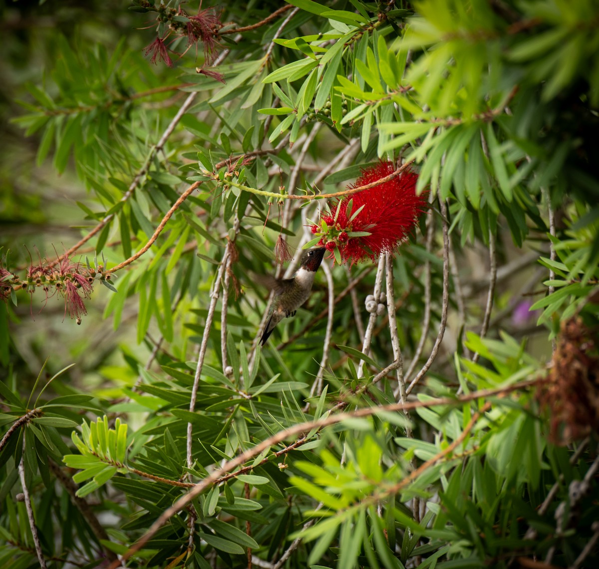 Ruby-throated Hummingbird - ML619000395
