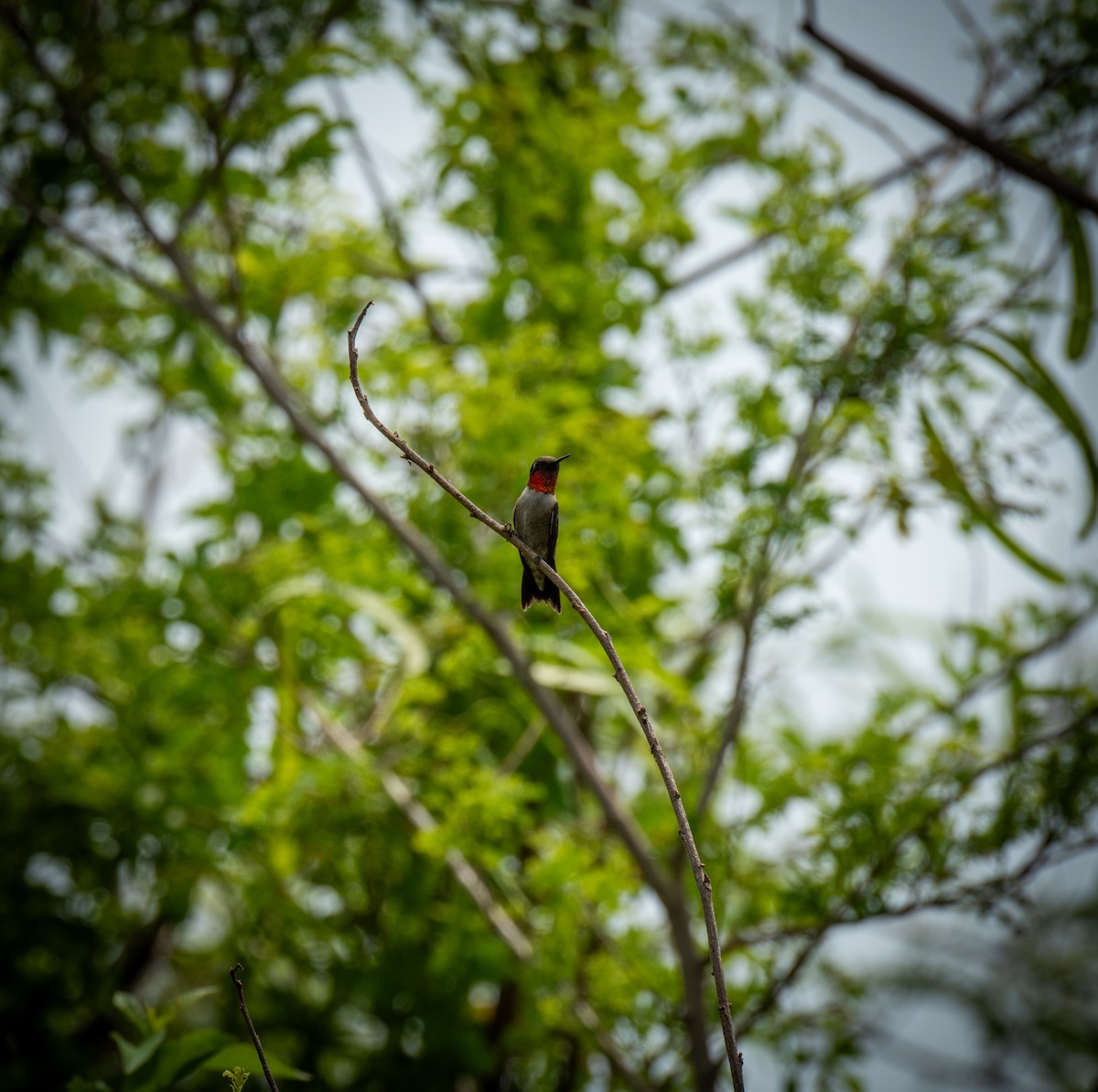 Ruby-throated Hummingbird - ML619000402