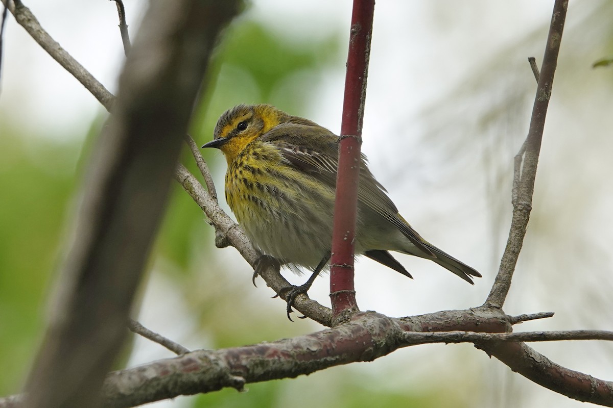 Cape May Warbler - ML619000403