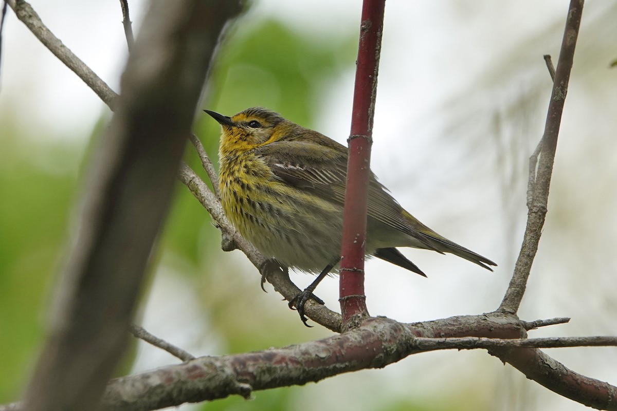 Cape May Warbler - ML619000404