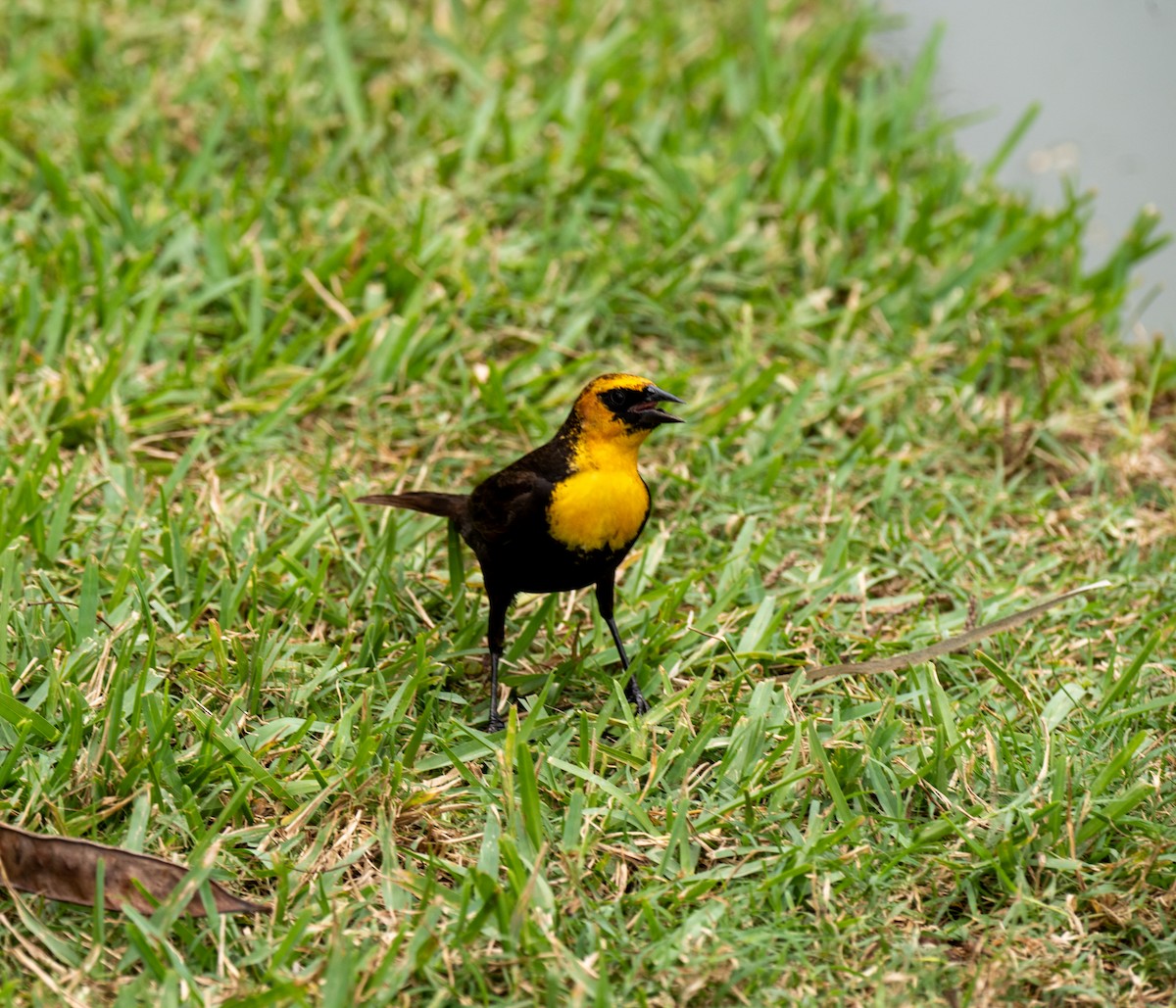 Yellow-headed Blackbird - ML619000421