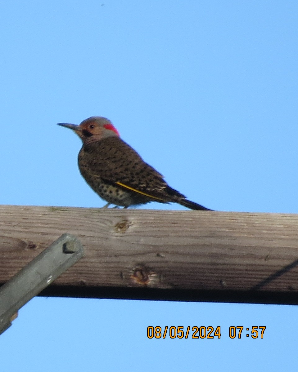 Northern Flicker (Yellow-shafted) - ML619000439