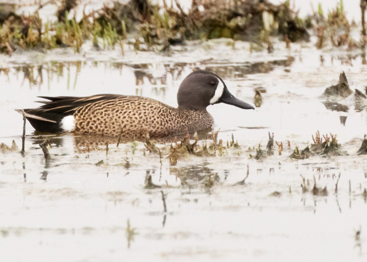 Blue-winged Teal - Sue Cook