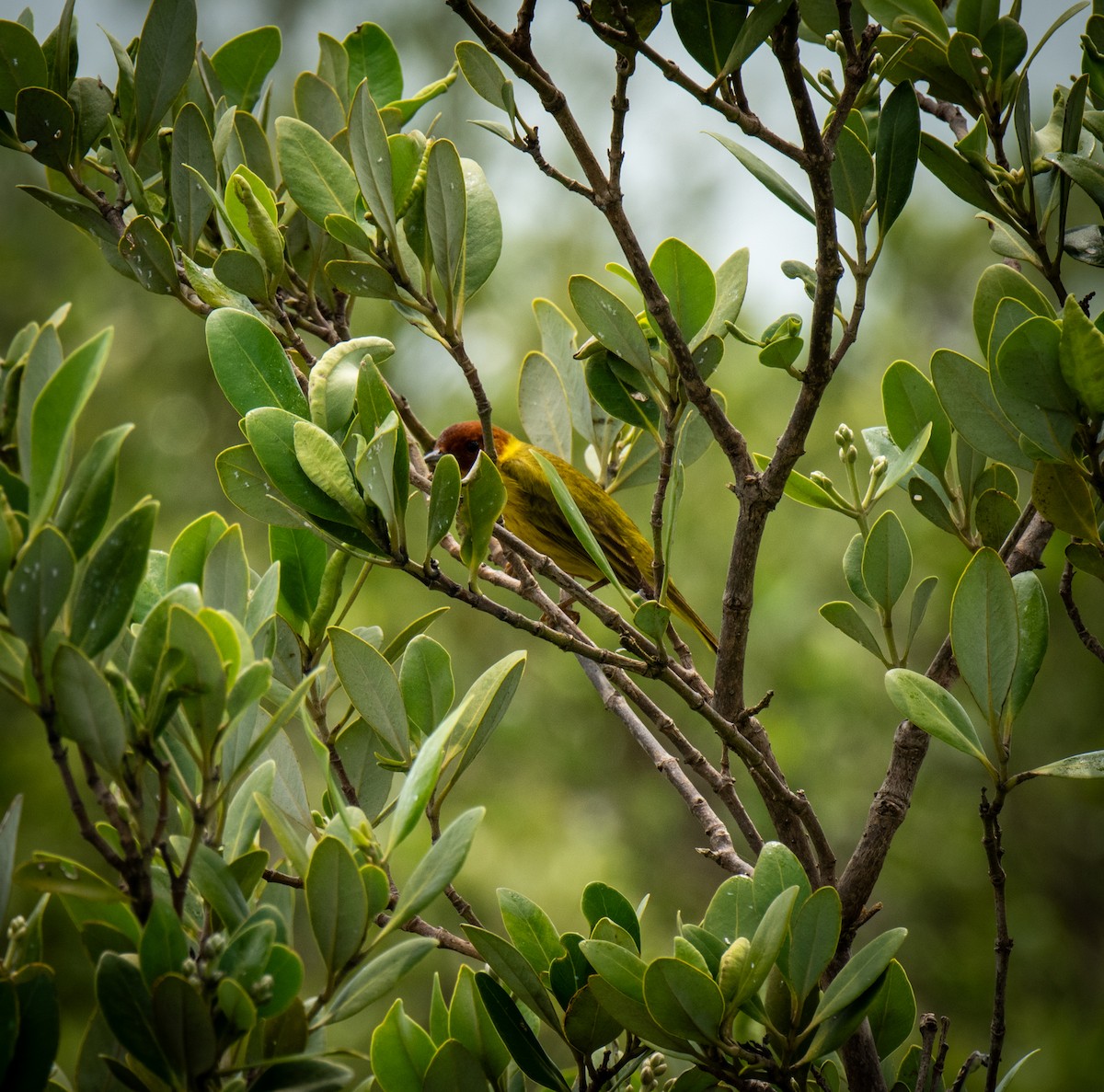 Yellow Warbler (Mangrove) - ML619000443