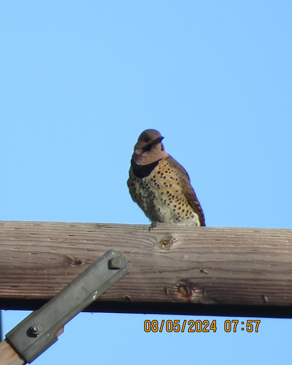 Northern Flicker (Yellow-shafted) - ML619000447