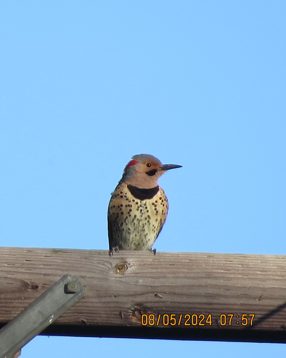 Northern Flicker (Yellow-shafted) - ML619000450