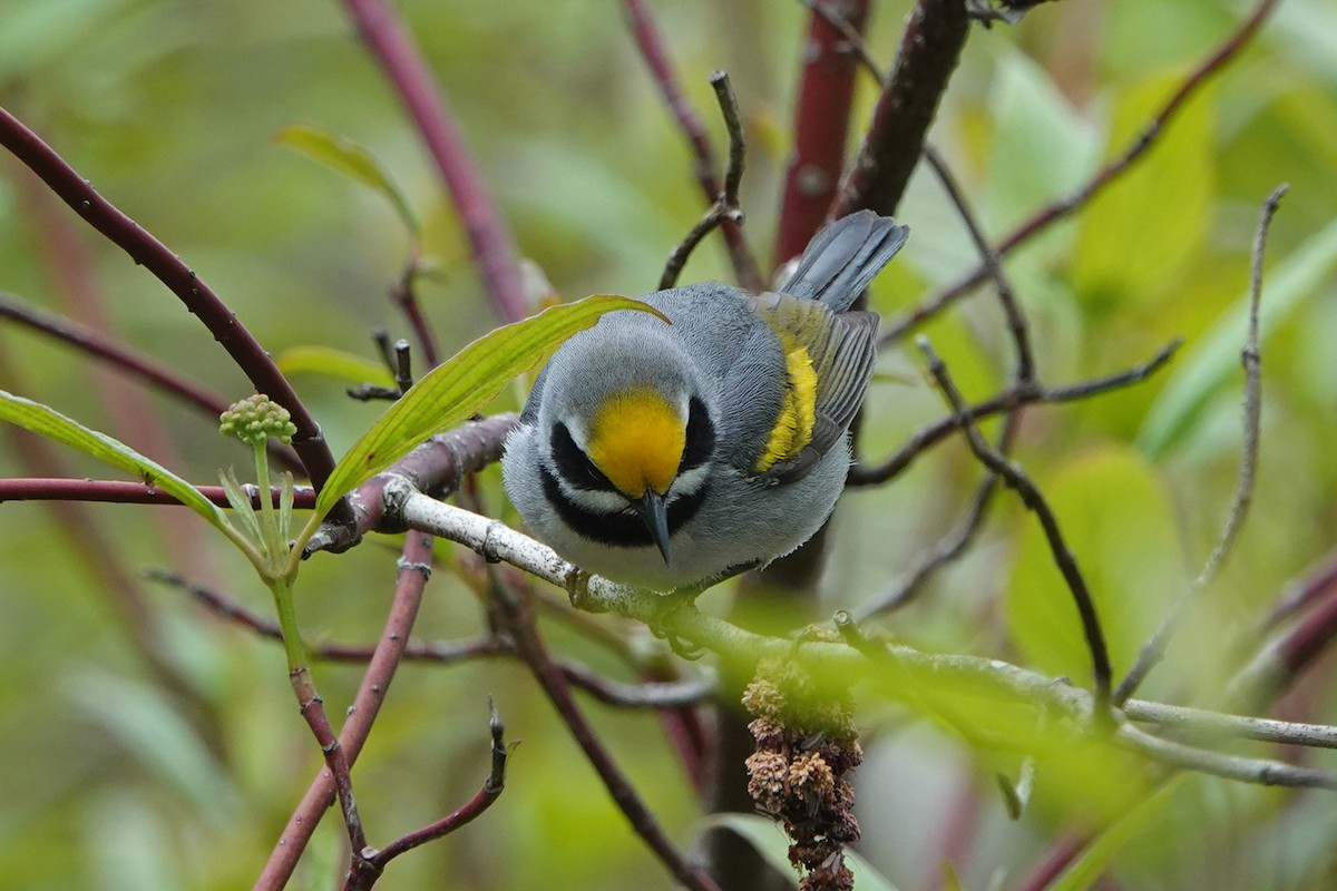 Golden-winged Warbler - mc coburn