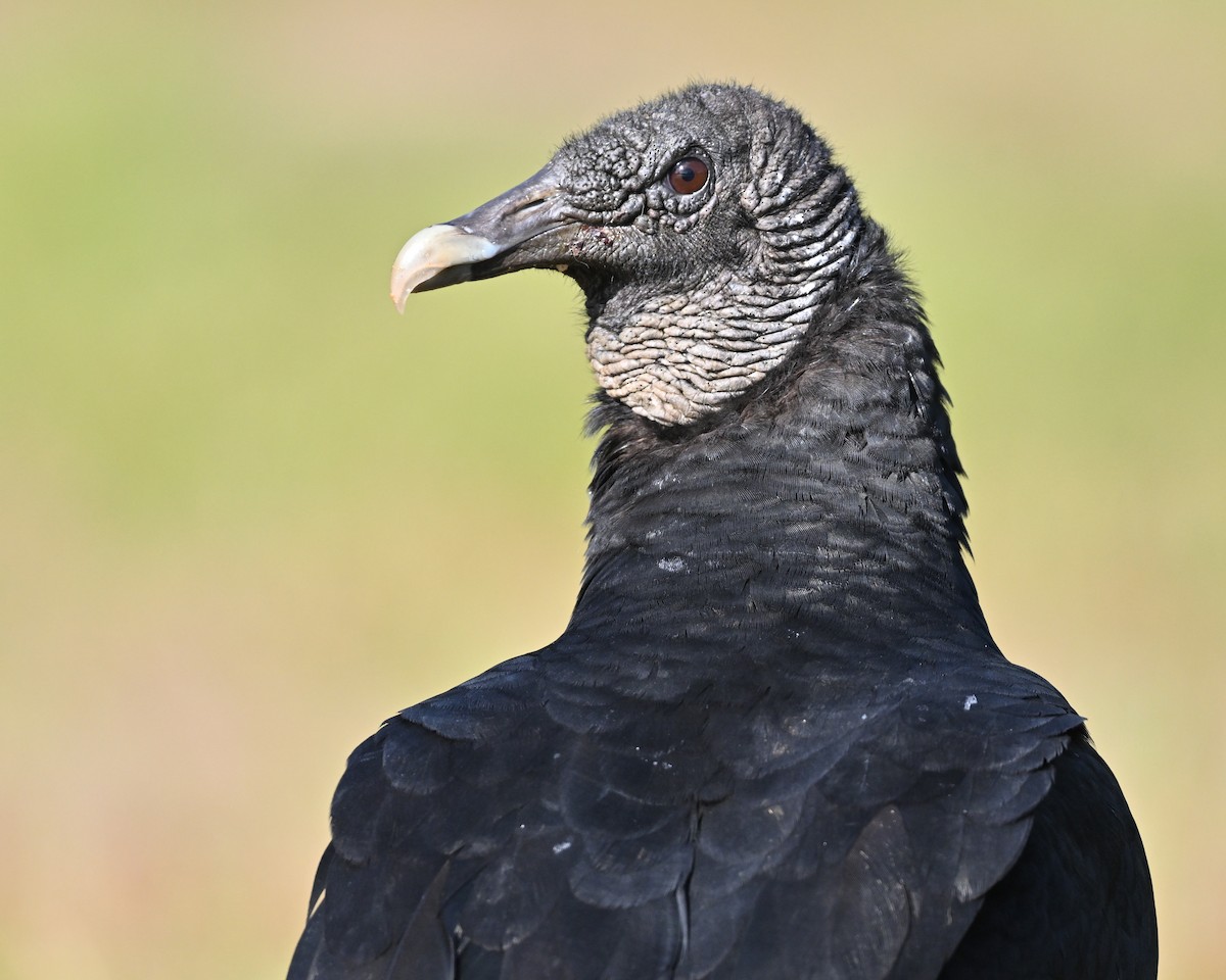 Black Vulture - ML619000475