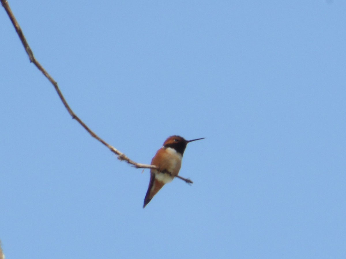 Rufous Hummingbird - ML619000477