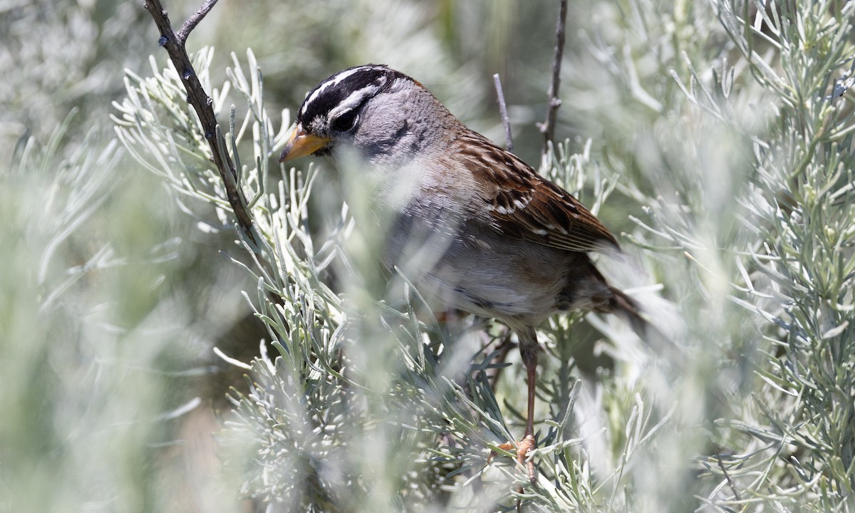 White-crowned Sparrow (nuttalli) - ML619000494