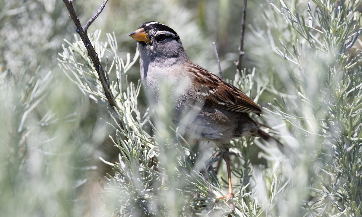 White-crowned Sparrow (nuttalli) - ML619000496