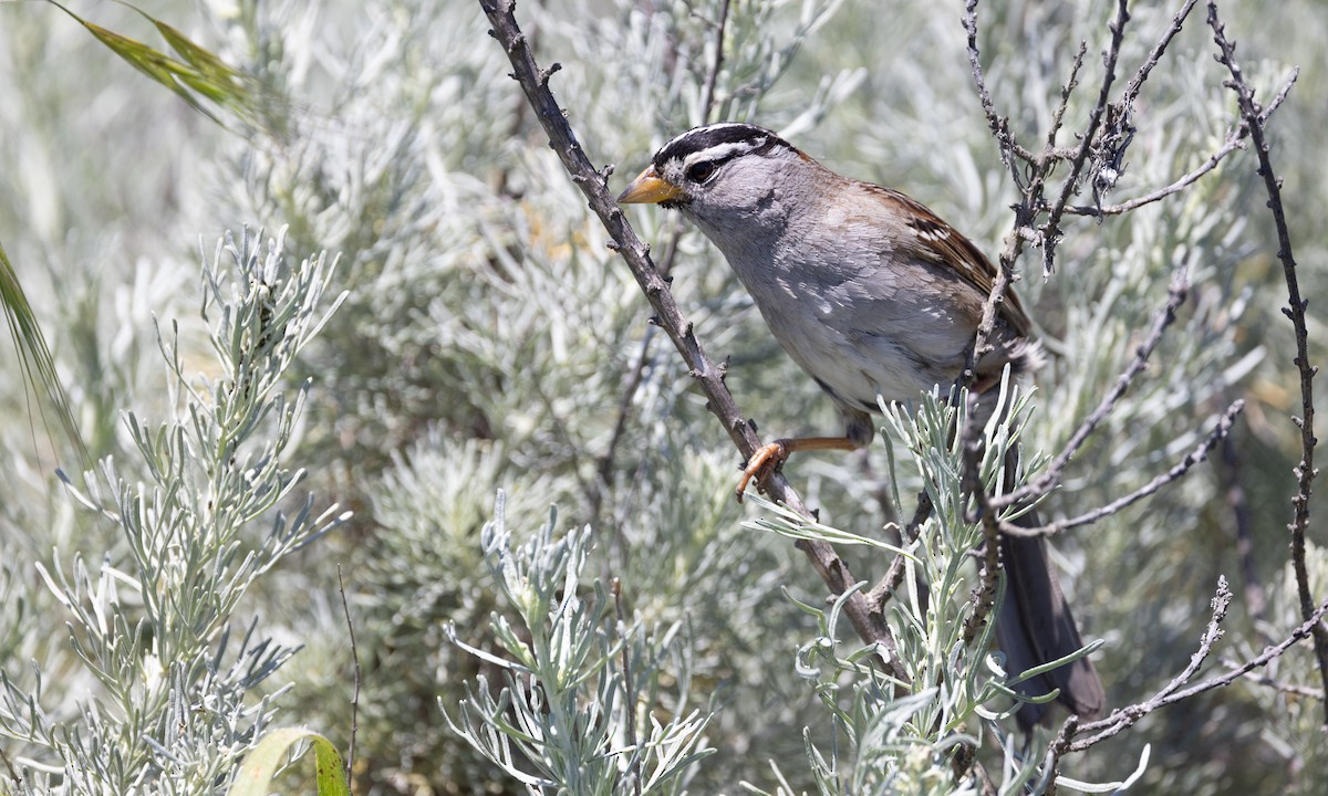 White-crowned Sparrow (nuttalli) - ML619000497