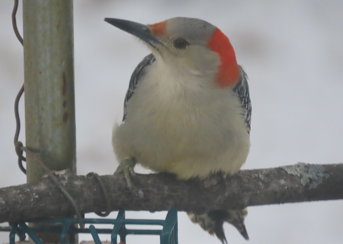 Red-bellied Woodpecker - C. Sledge