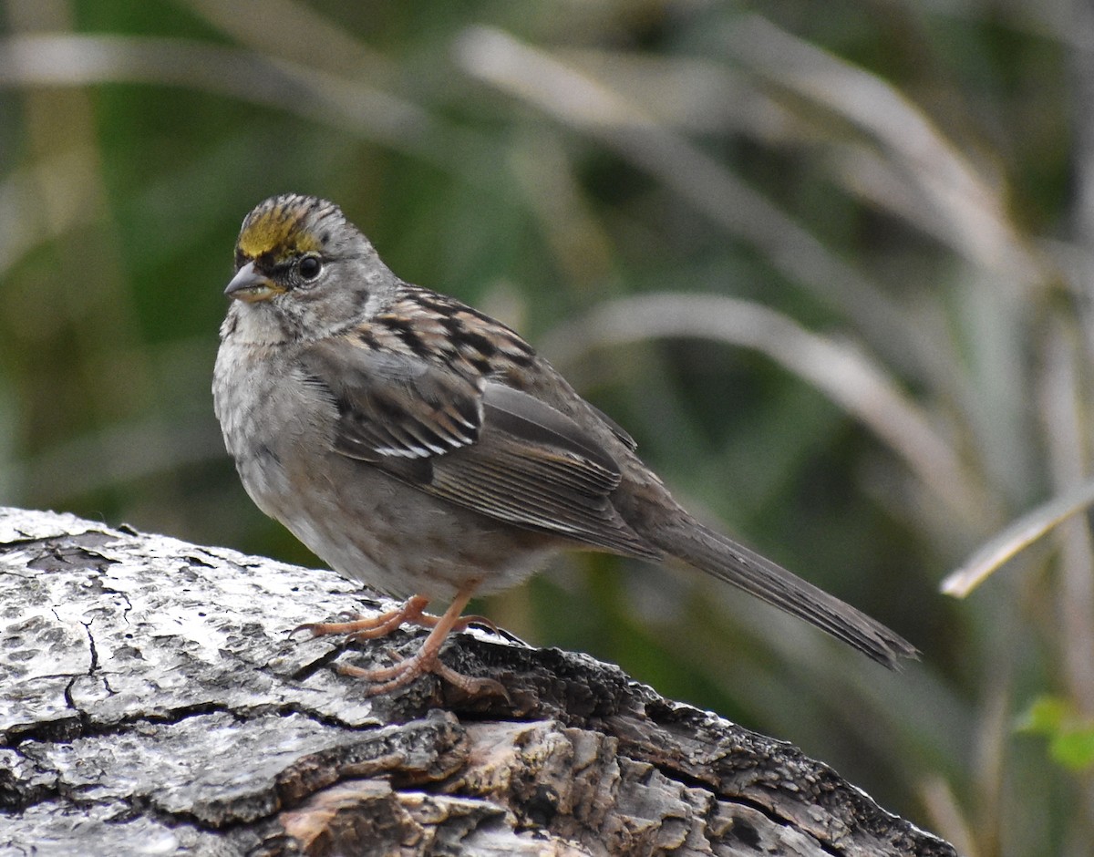 Golden-crowned Sparrow - ML619000512