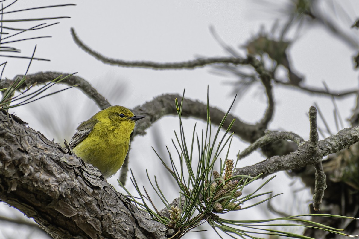 Pine Warbler - George Roussey