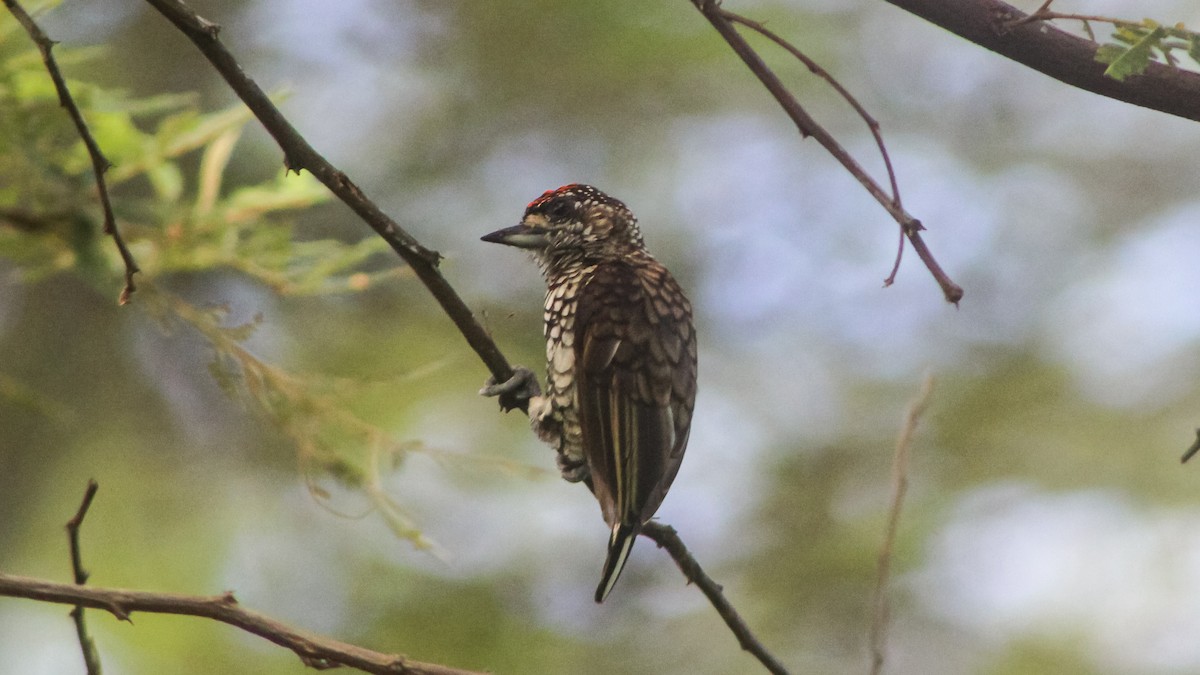 Scaled Piculet - ML619000532