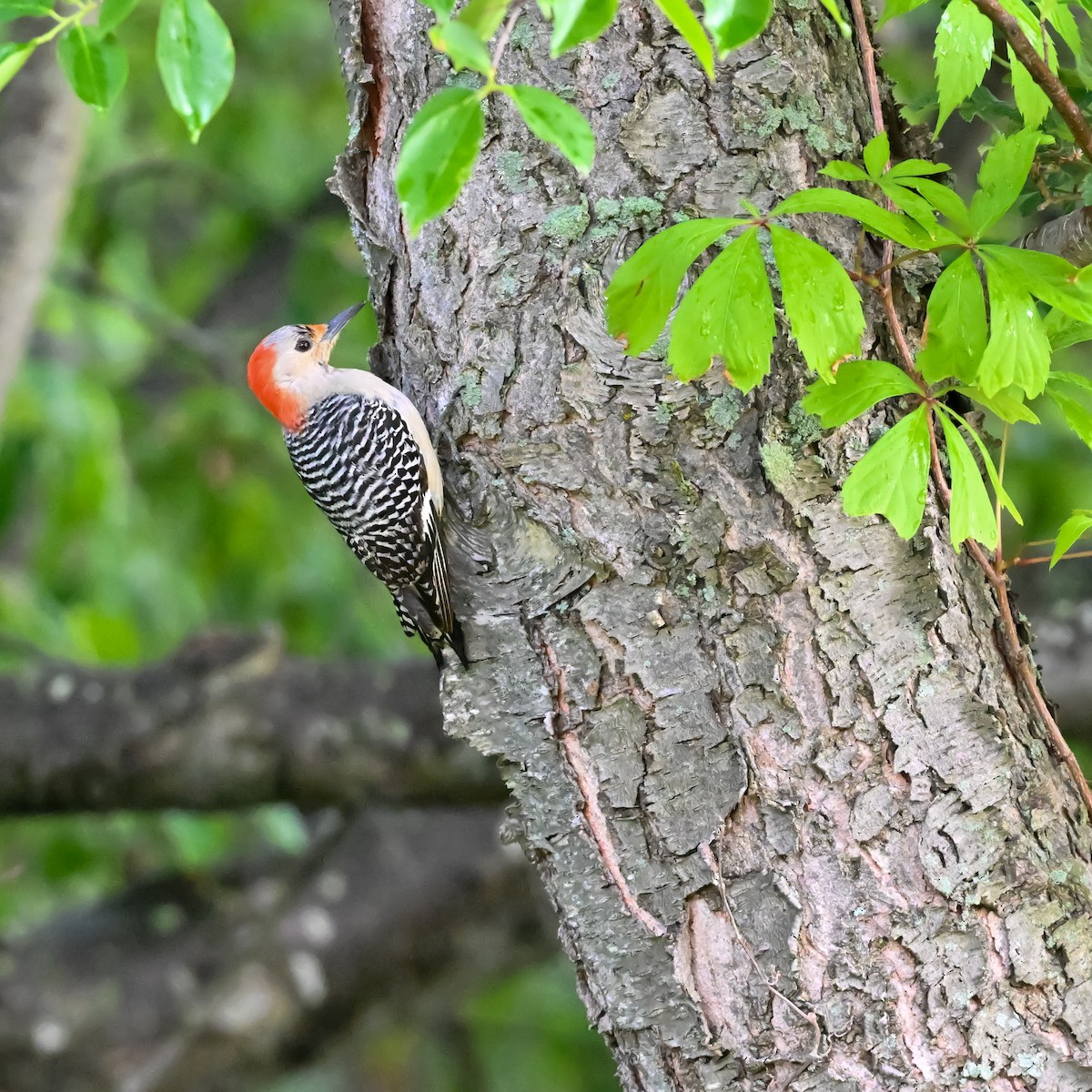 Red-bellied Woodpecker - ML619000537