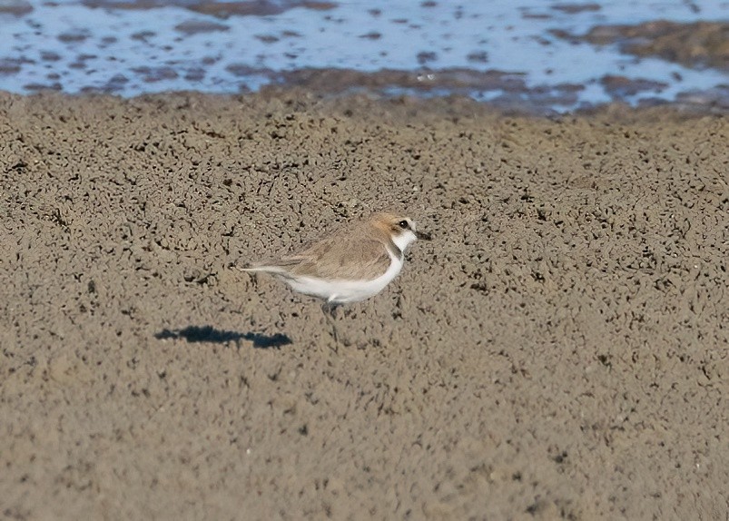 Red-capped Plover - ML619000564