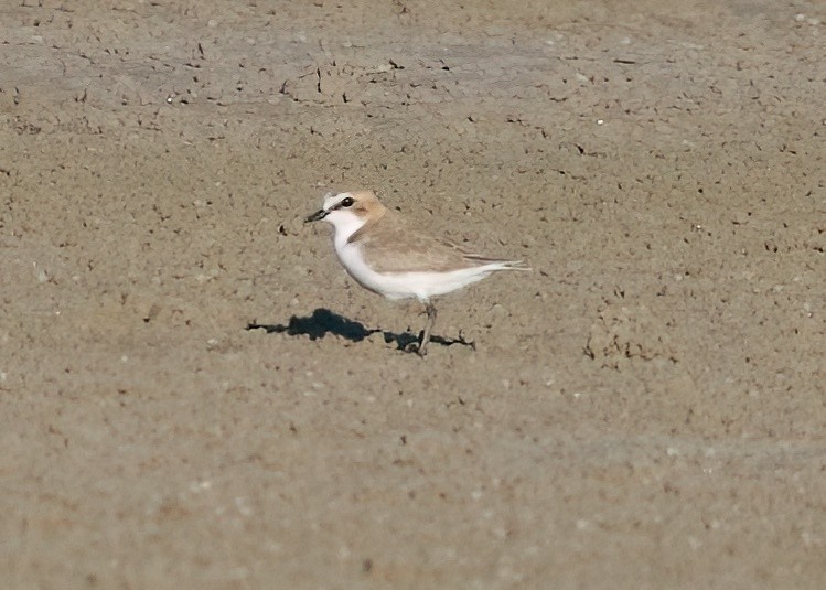 Red-capped Plover - ML619000566