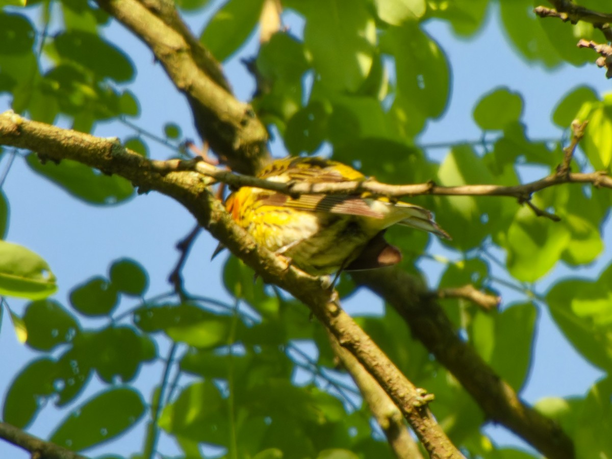 Cape May Warbler - Ankur Dave