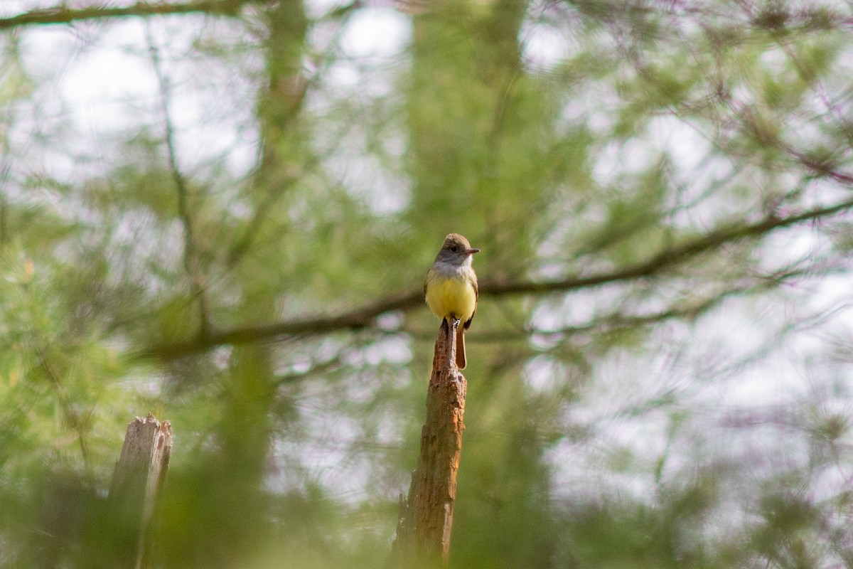 Great Crested Flycatcher - ML619000627