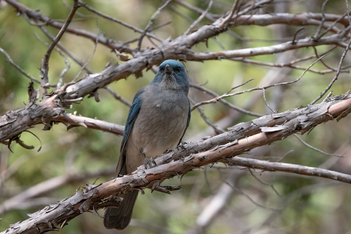 Mexican Jay - ML619000666