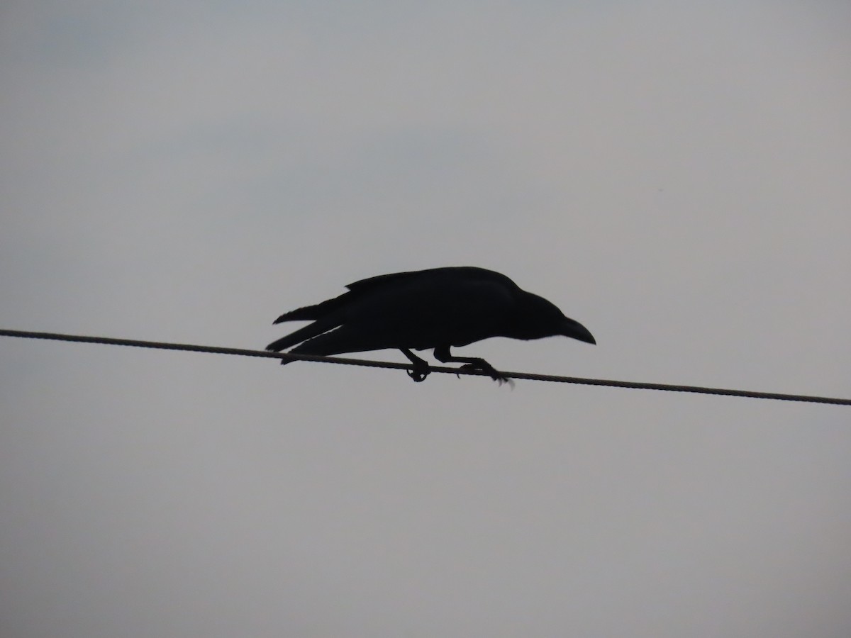 Large-billed Crow - Shilpa Gadgil