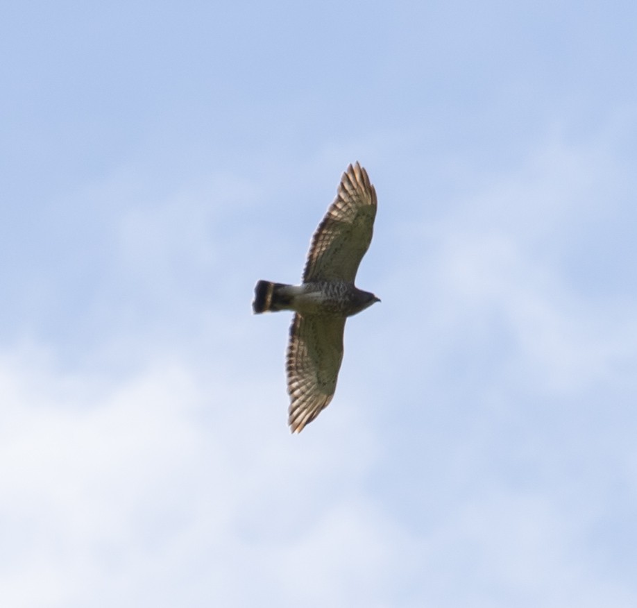 Broad-winged Hawk - Jean Crépeau