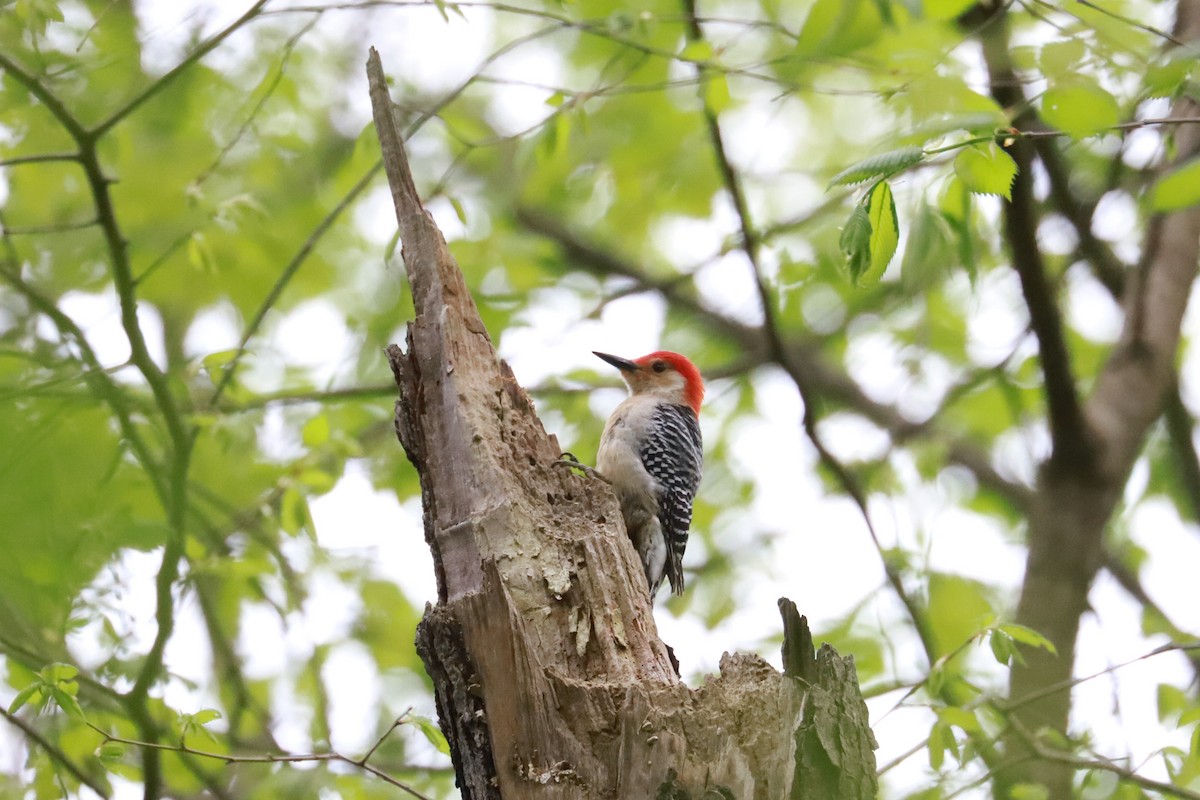 Red-bellied Woodpecker - Debra Rittelmann