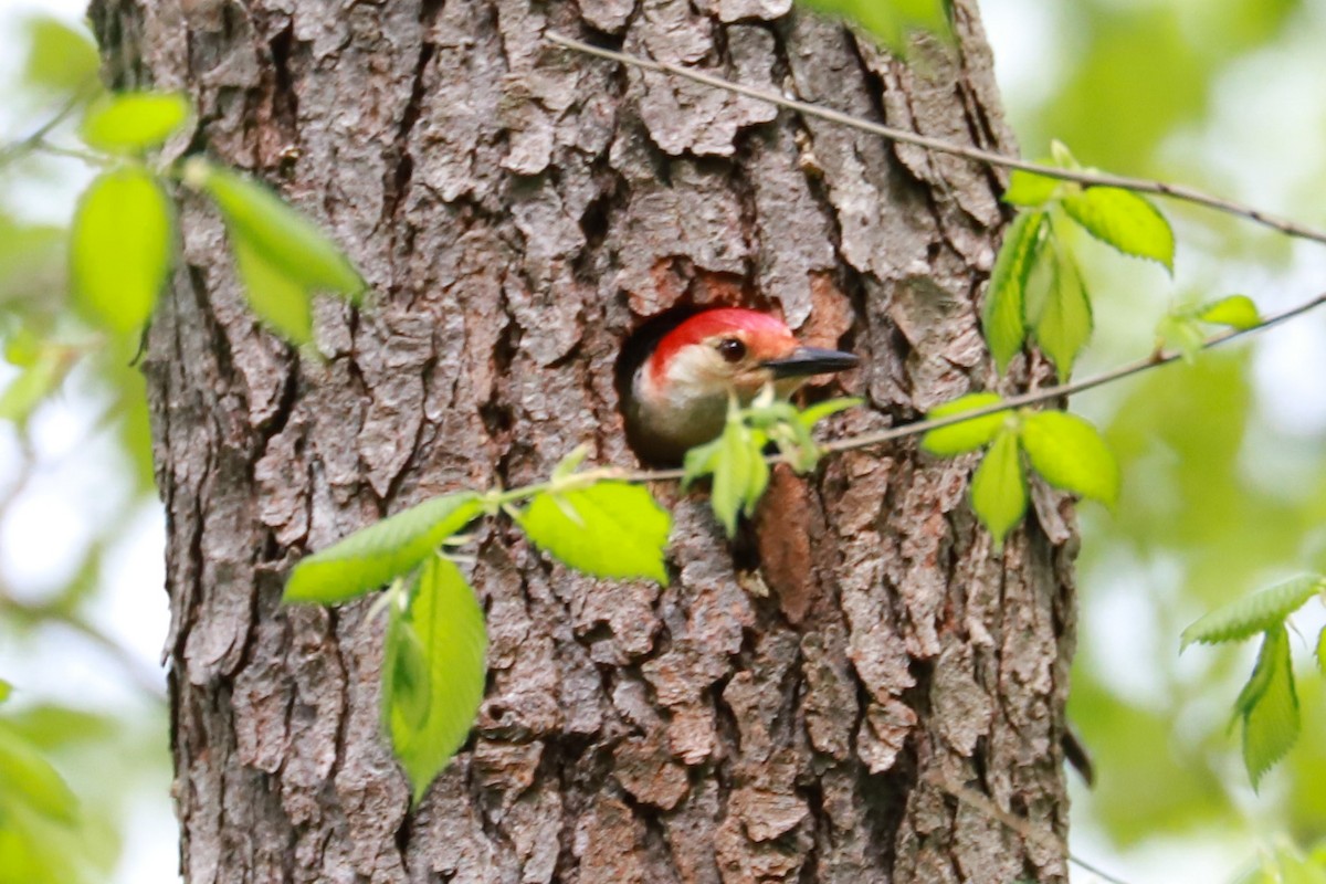 Red-bellied Woodpecker - ML619000767