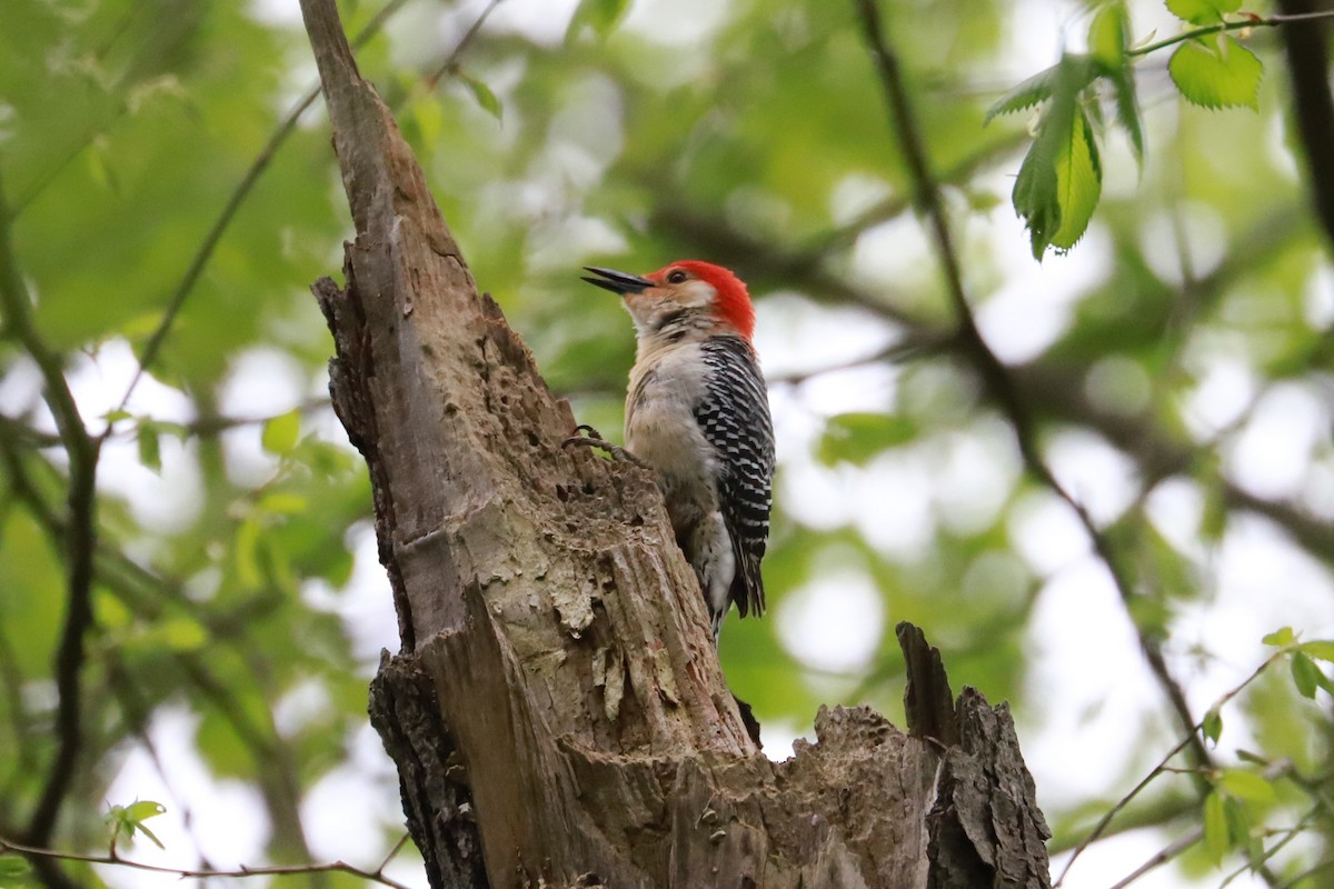 Red-bellied Woodpecker - ML619000768