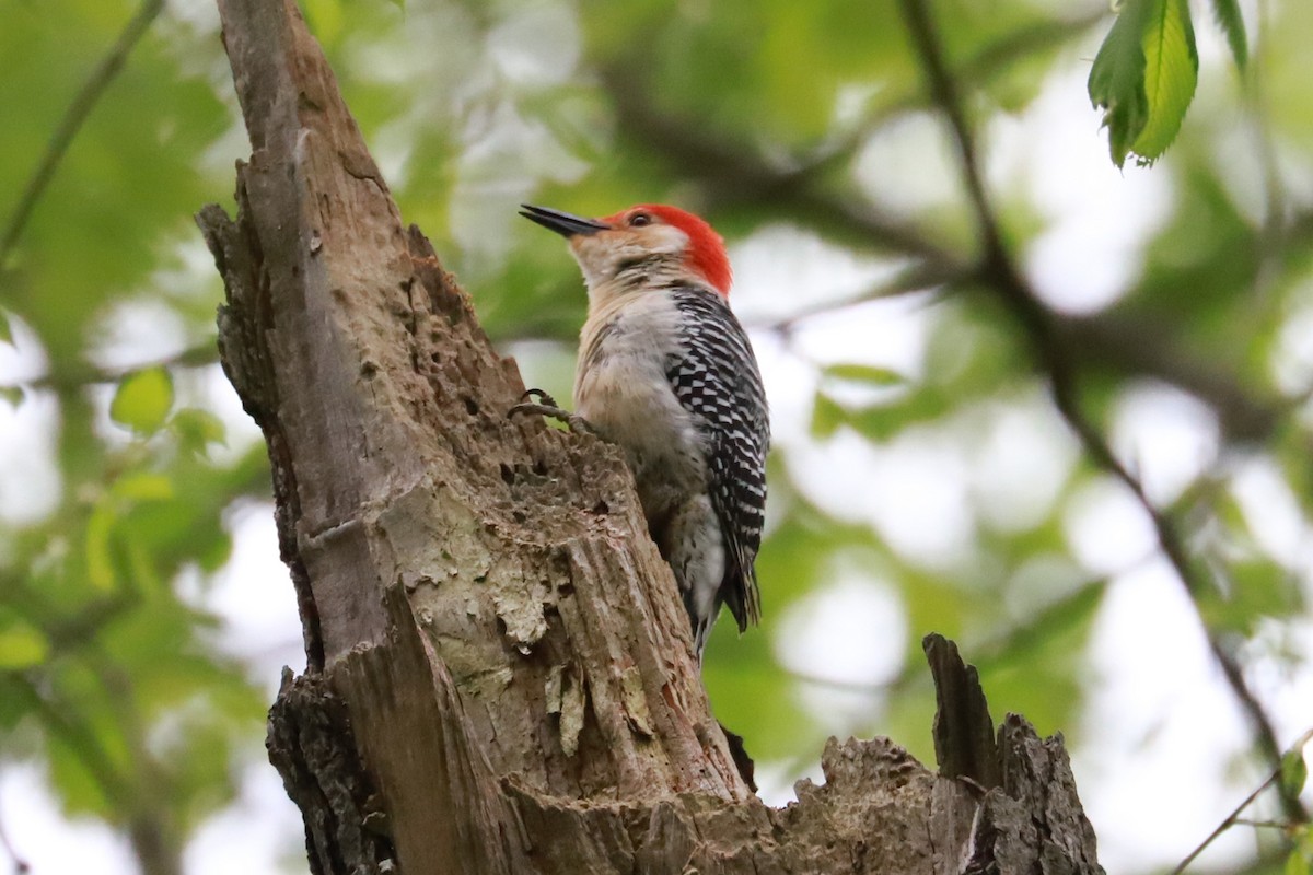 Red-bellied Woodpecker - ML619000769