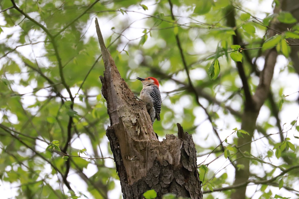 Red-bellied Woodpecker - ML619000770