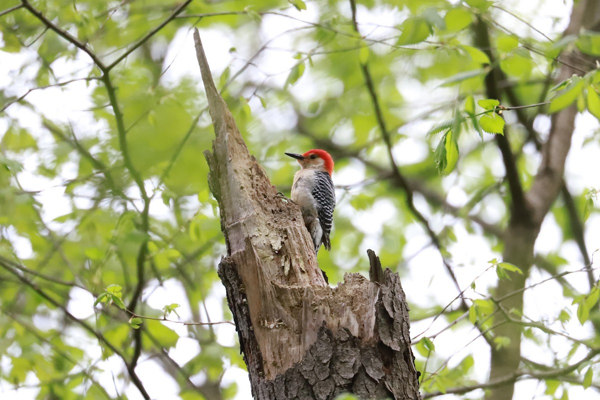 Red-bellied Woodpecker - Debra Rittelmann