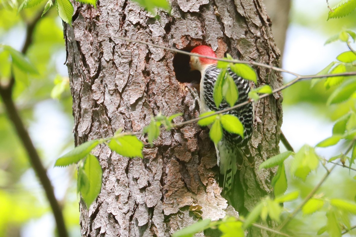 Red-bellied Woodpecker - ML619000772