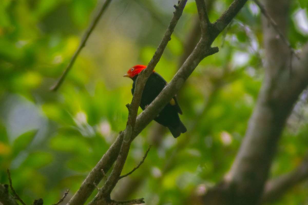 Red-capped Manakin - ML619000775