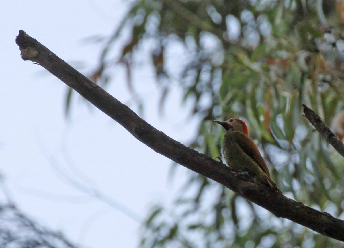 Golden-olive Woodpecker - ML619000817
