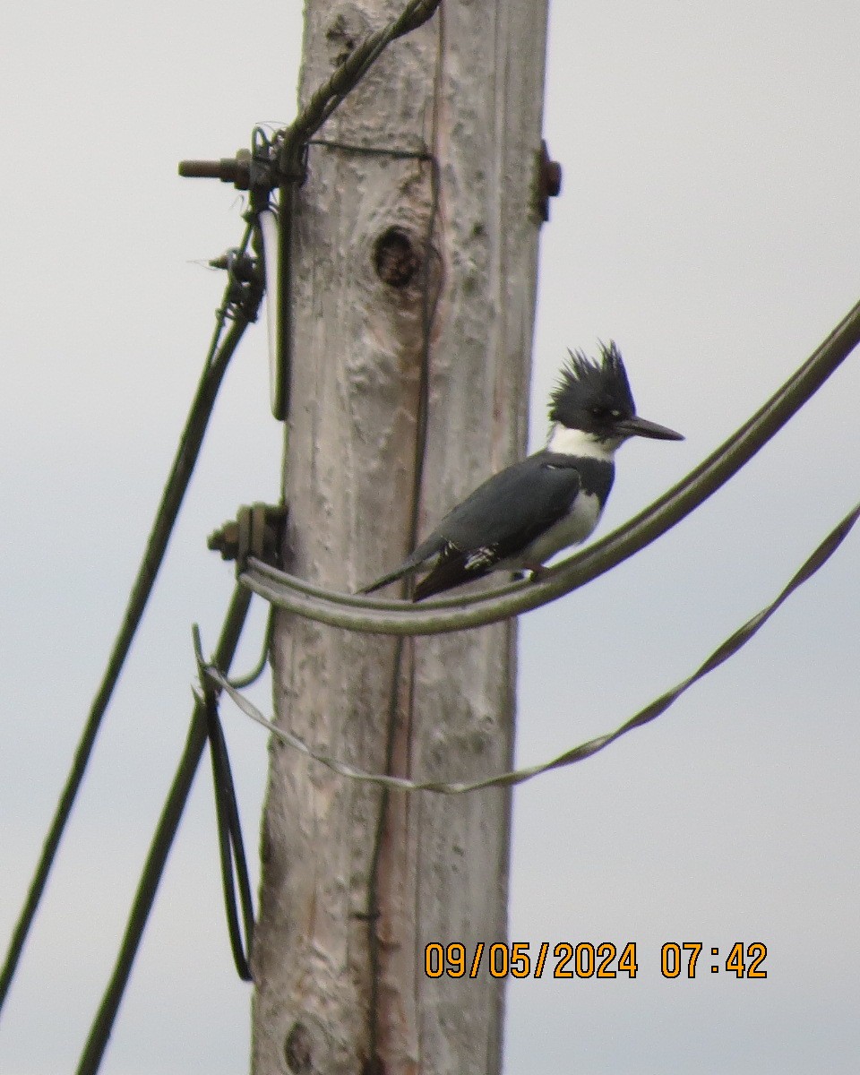 Belted Kingfisher - ML619000821