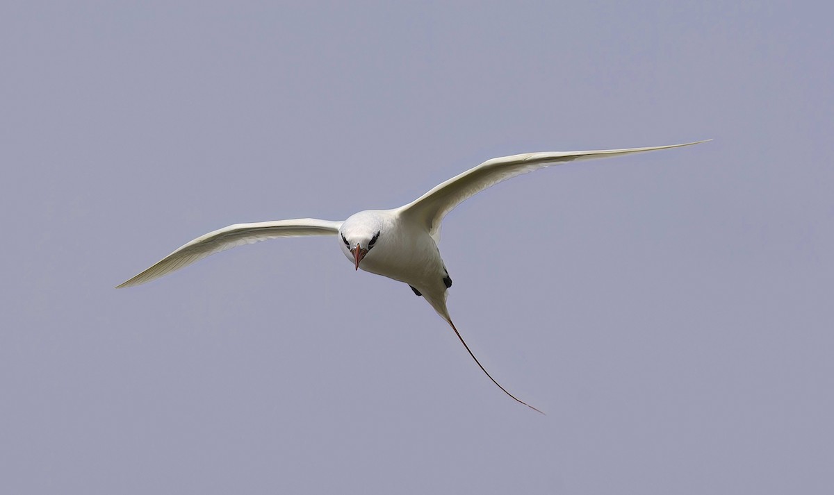 Red-tailed Tropicbird - ML619000823