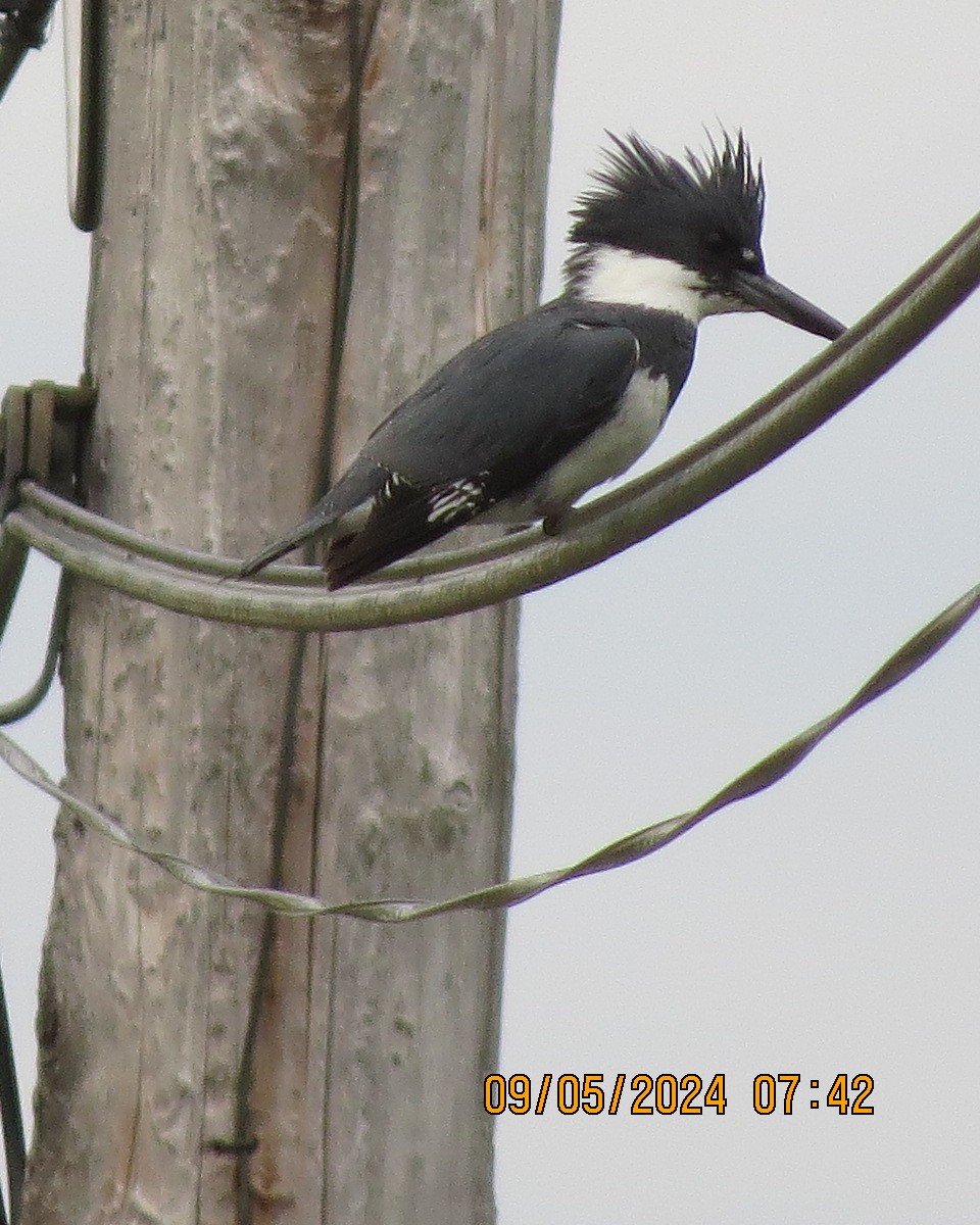 Belted Kingfisher - ML619000824