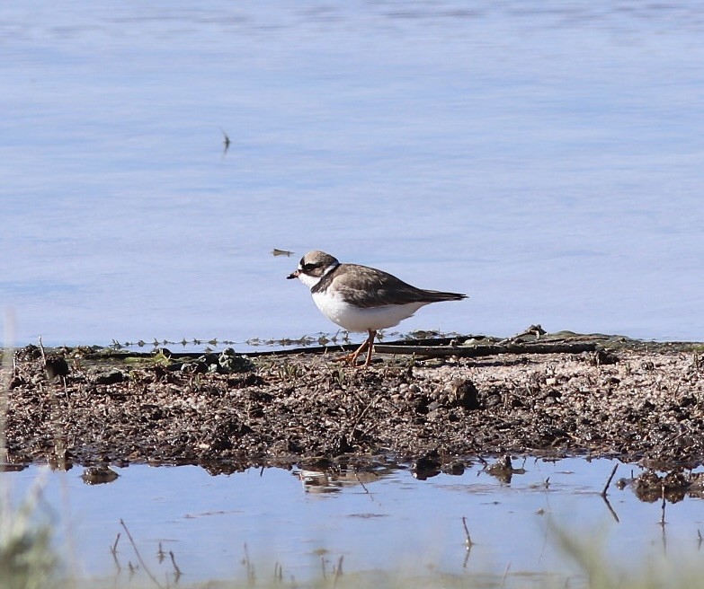 Semipalmated Plover - ML619000857