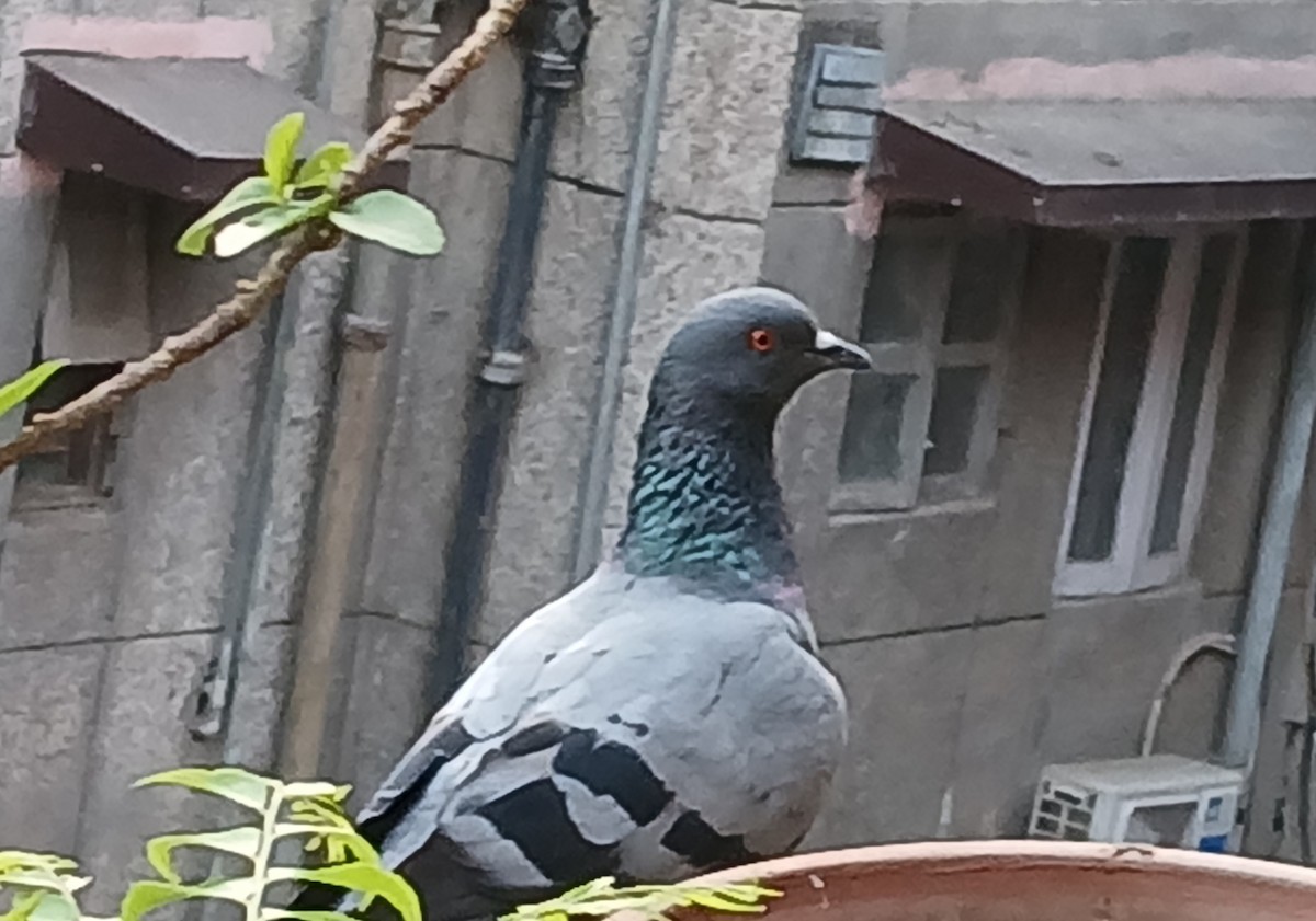 Rock Pigeon - ML619000903